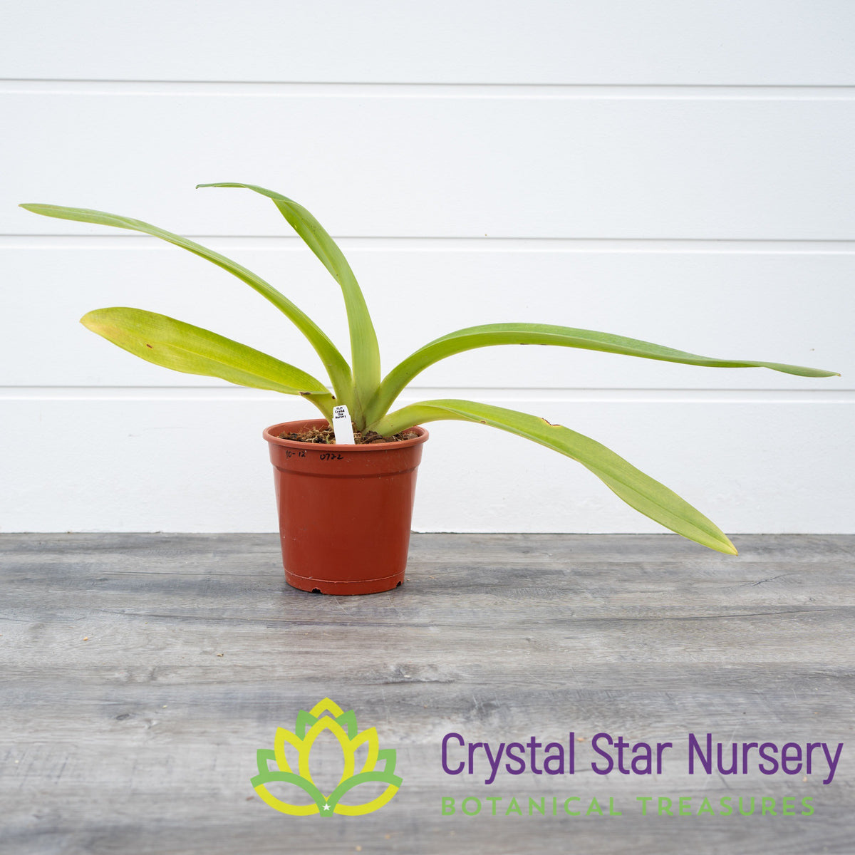 Paphiopedilum Hung Sheng Eagle