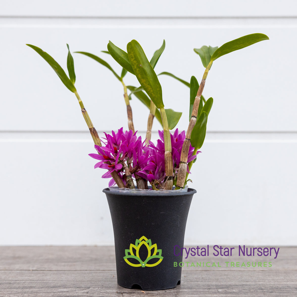 Dendrobium Bracteosum