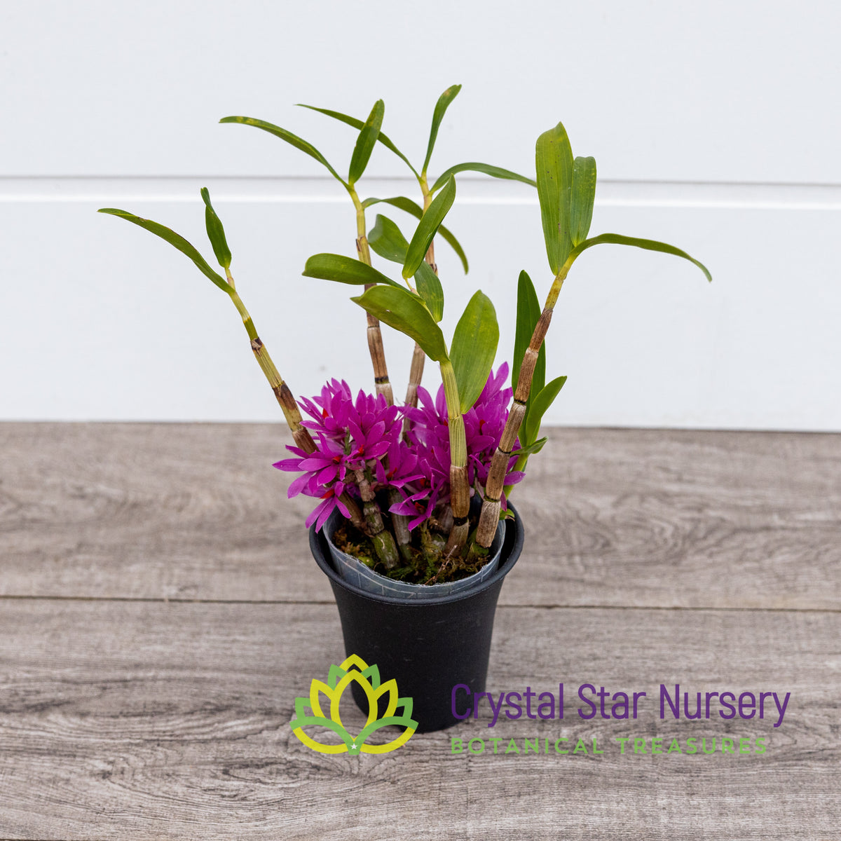 Dendrobium Bracteosum