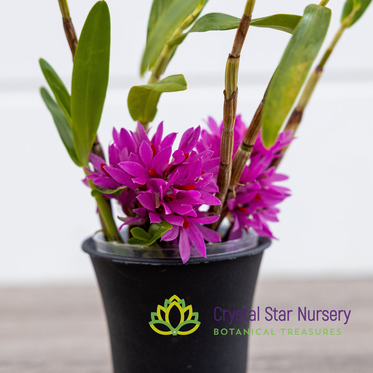 Dendrobium Bracteosum