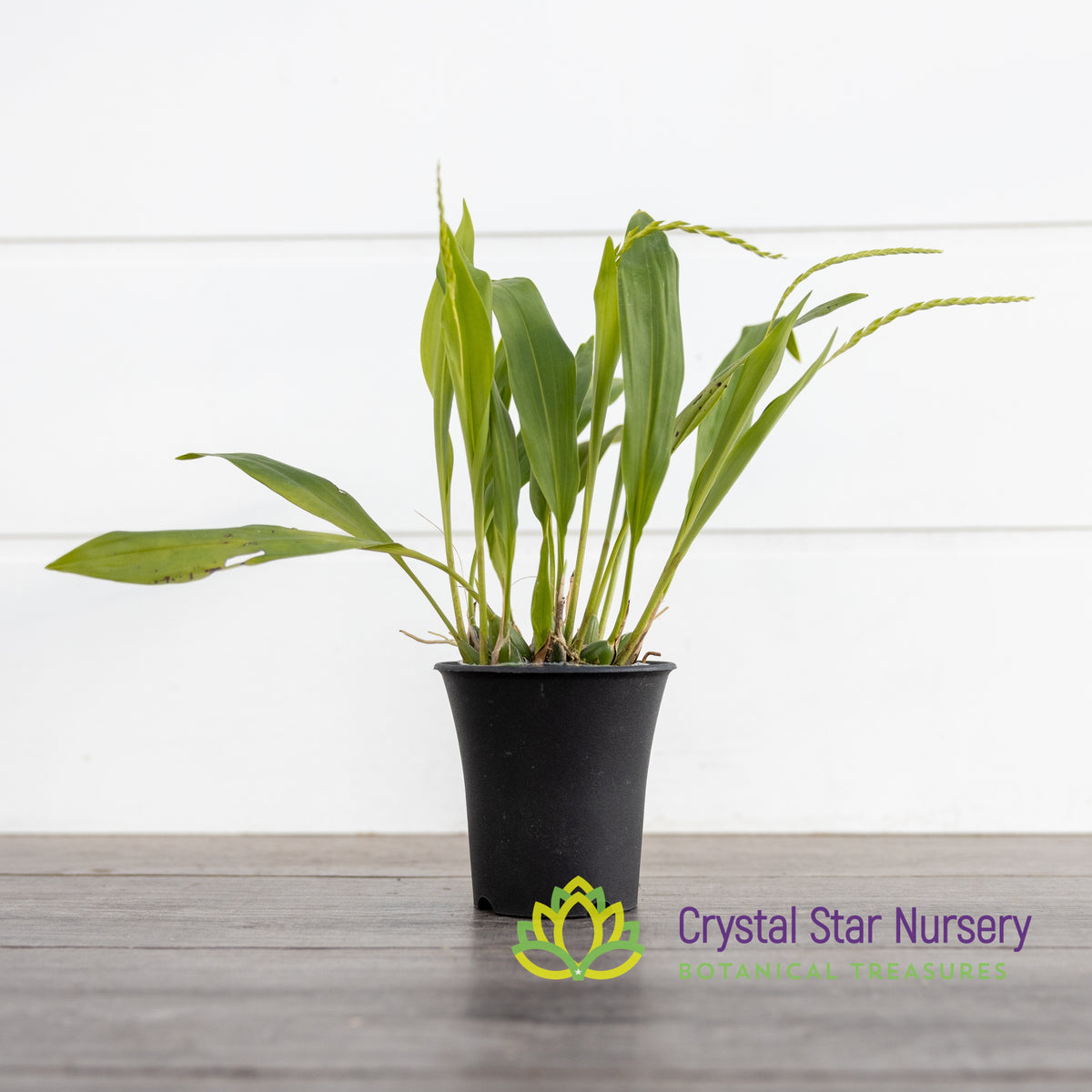Dendrochilum Uncatum
