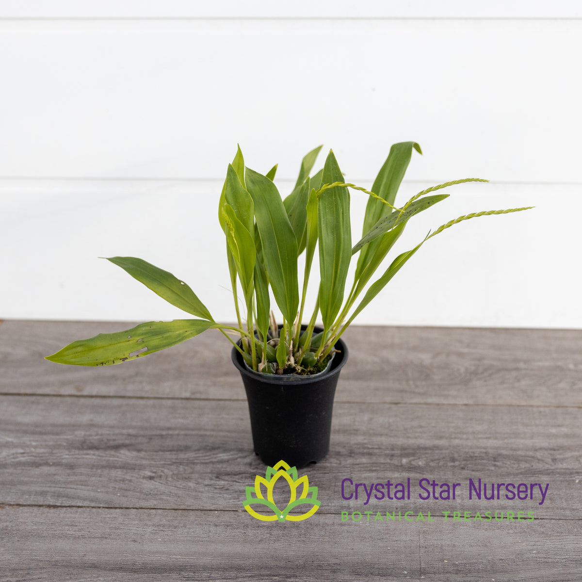 Dendrochilum Uncatum