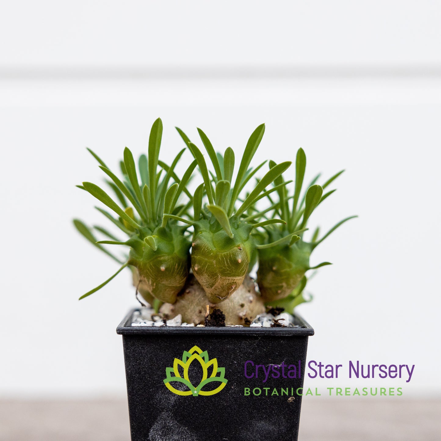 Euphorbia Gabizan