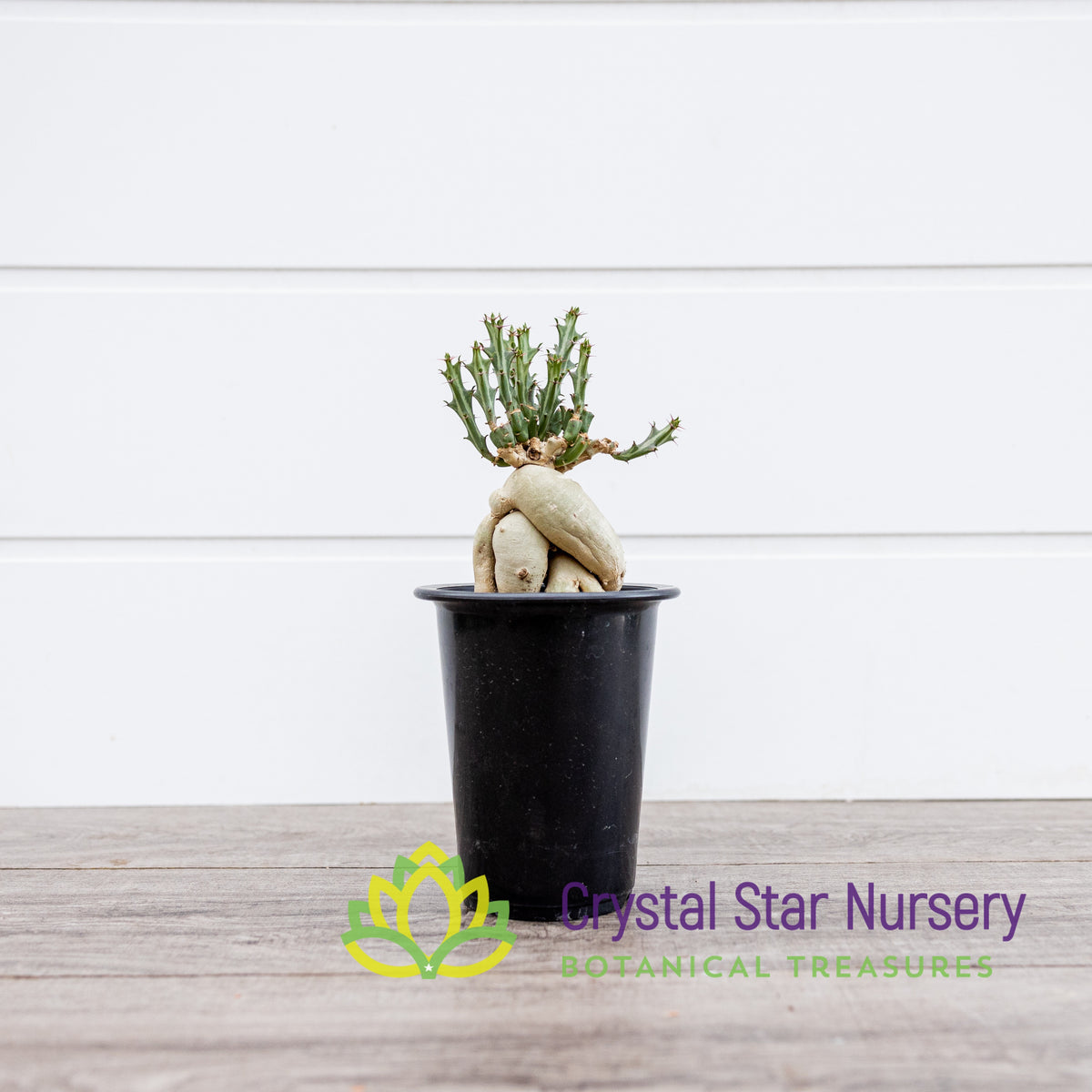 Euphorbia Knuthii