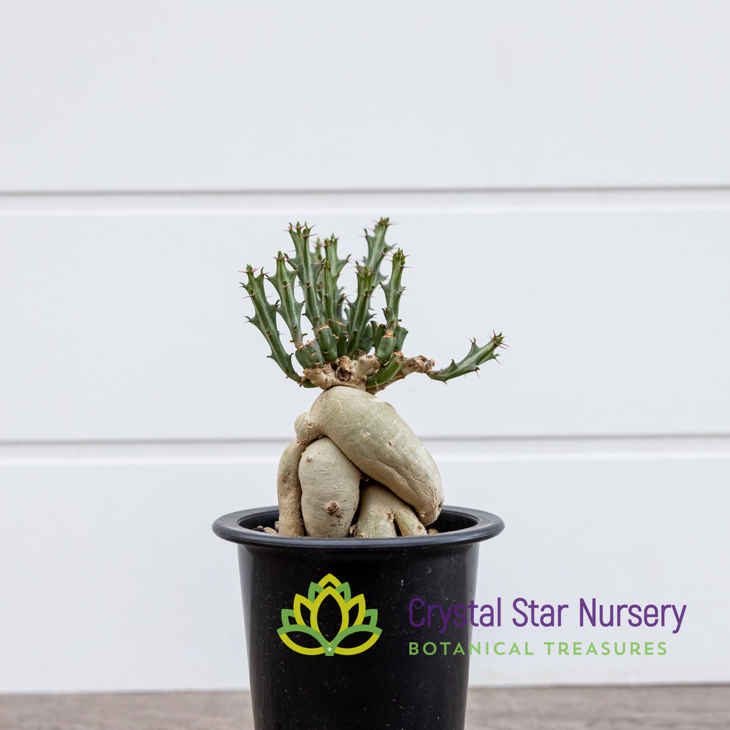 Euphorbia Knuthii