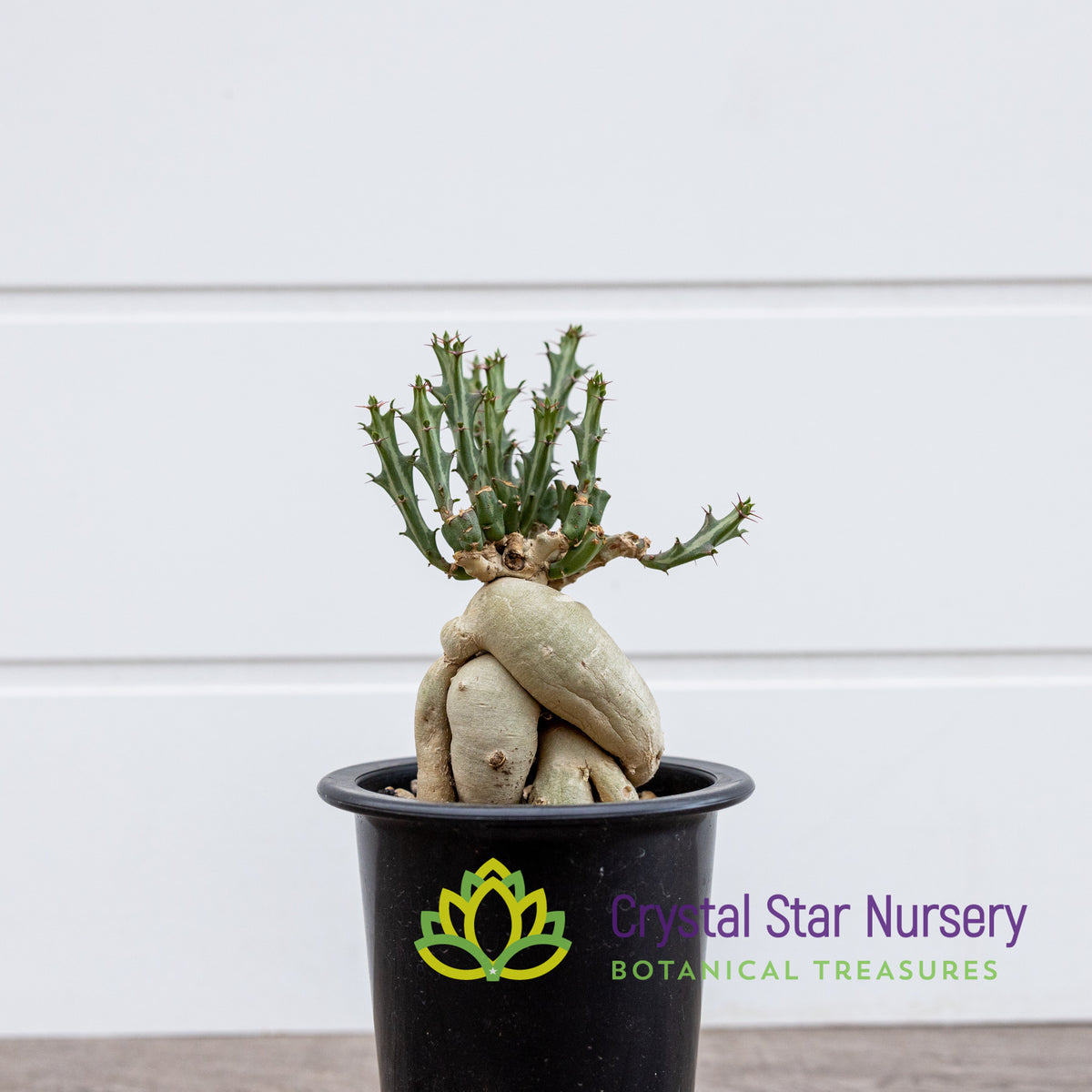 Euphorbia Knuthii