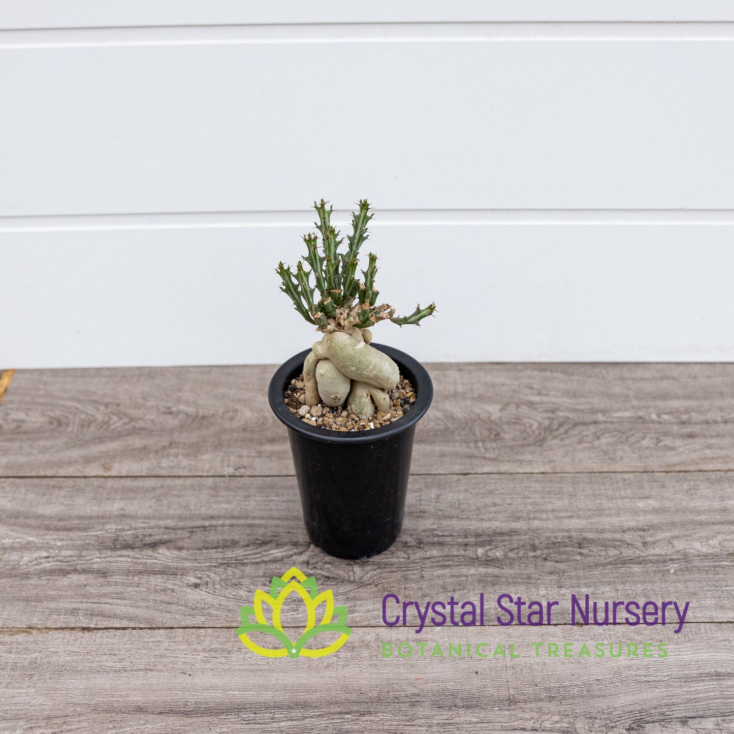 Euphorbia Knuthii