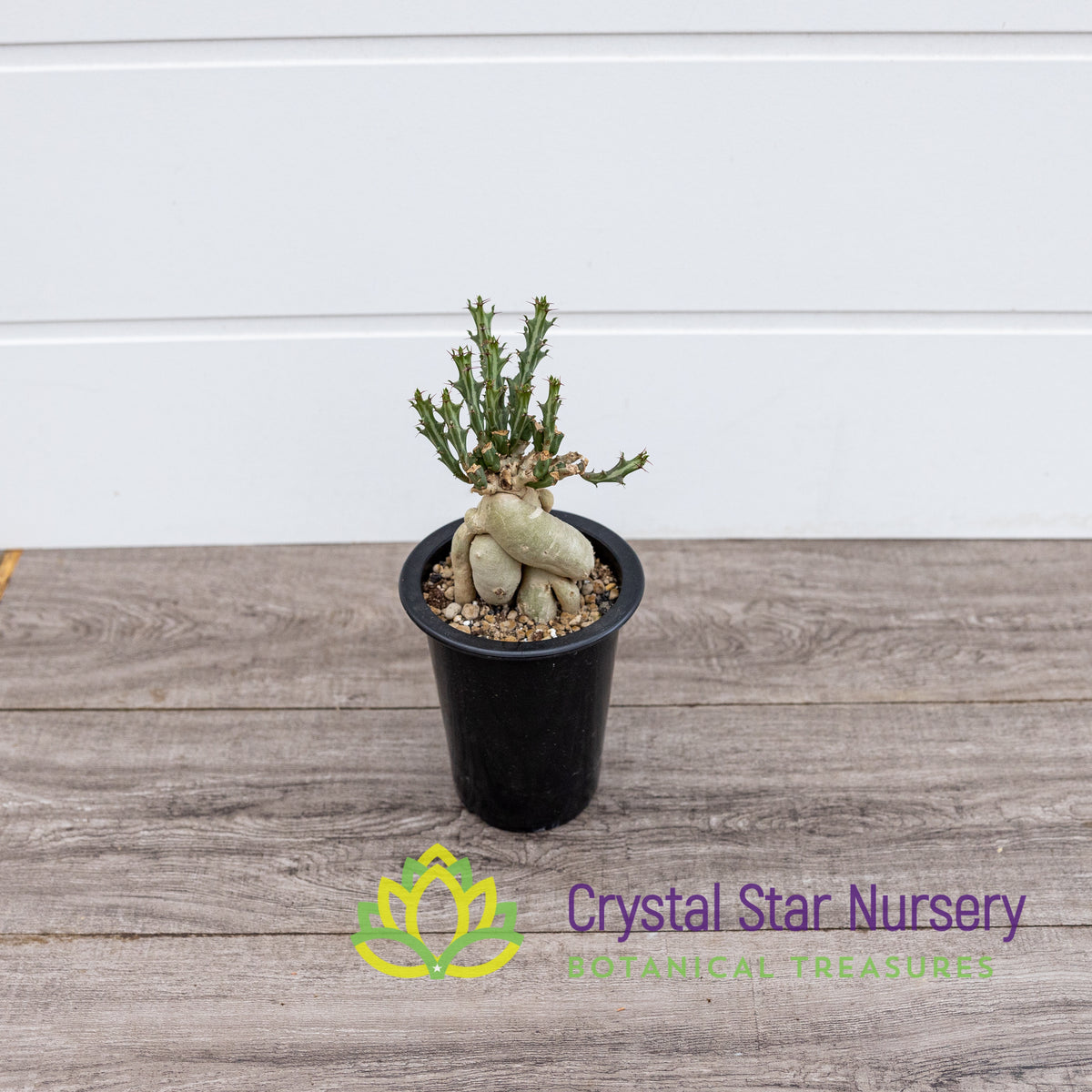 Euphorbia Knuthii
