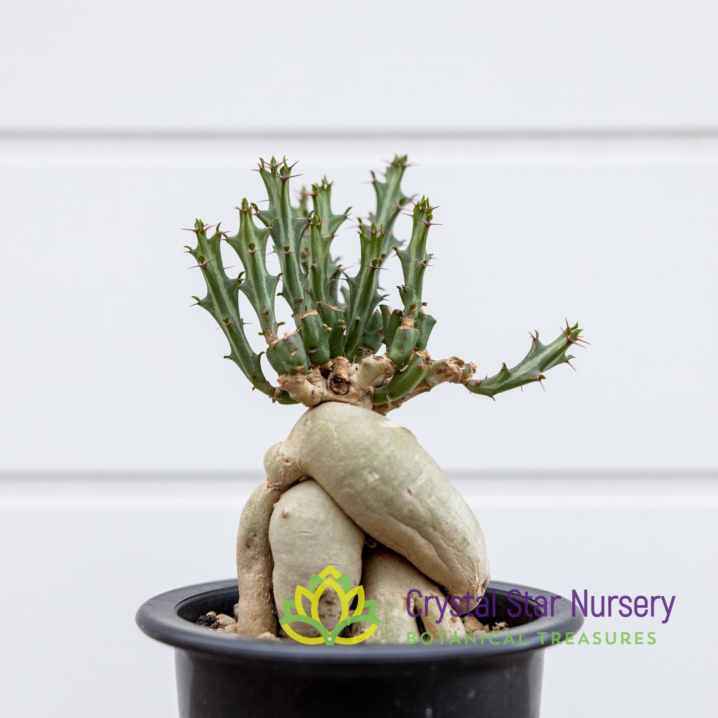 Euphorbia Knuthii