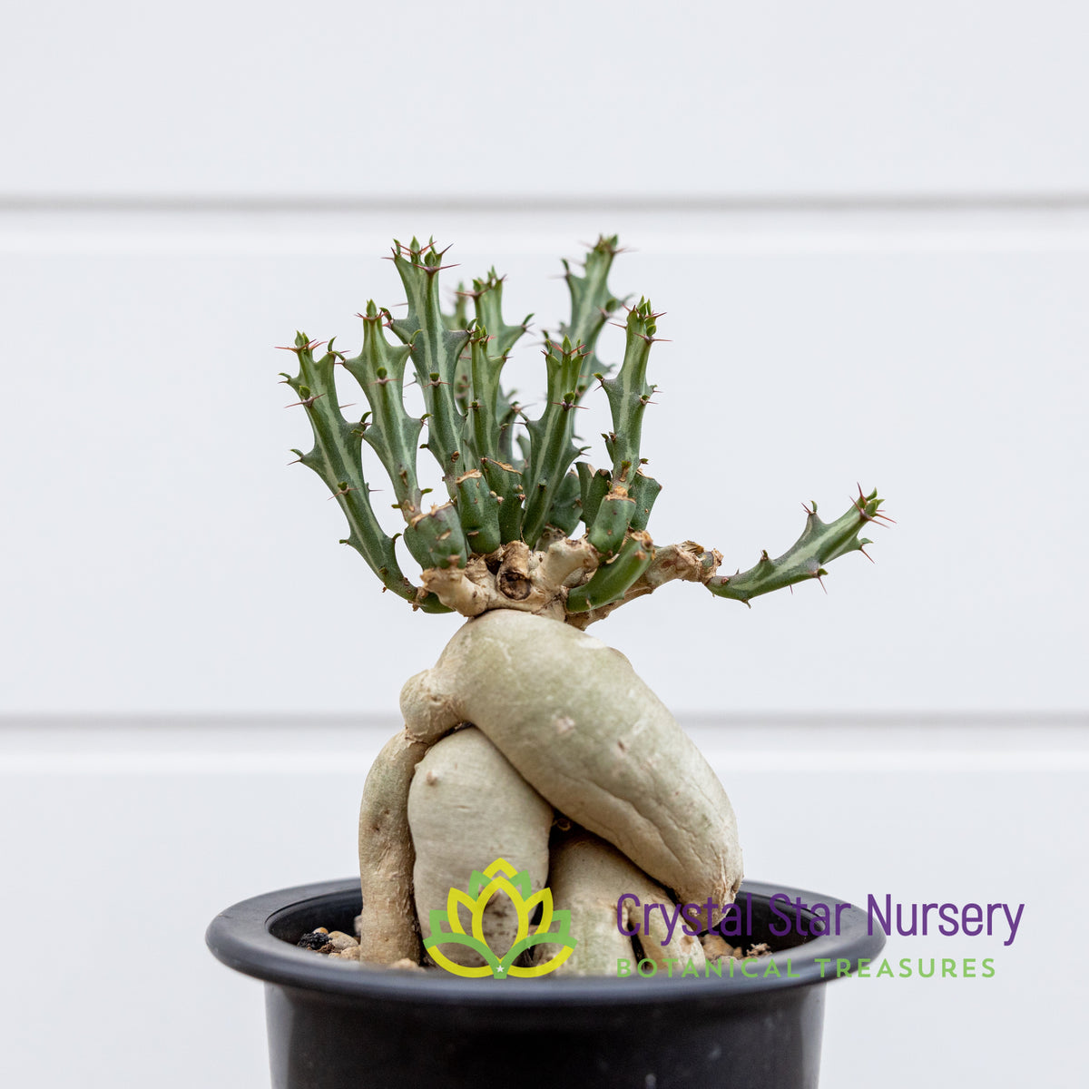 Euphorbia Knuthii