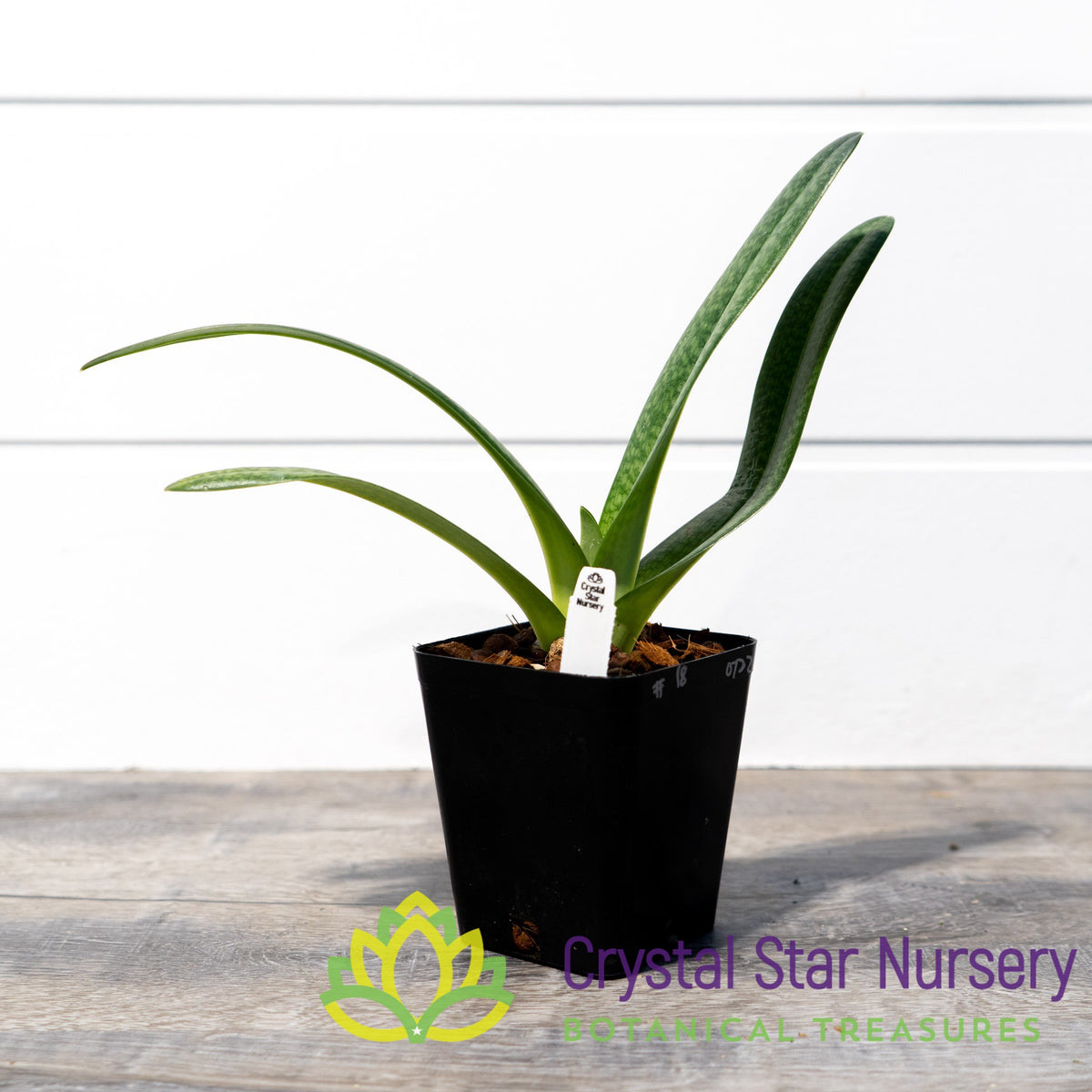 Paphiopedilum Dollgoldi (18)