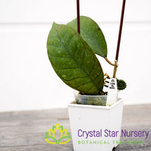Hoya sp Gunung Gading