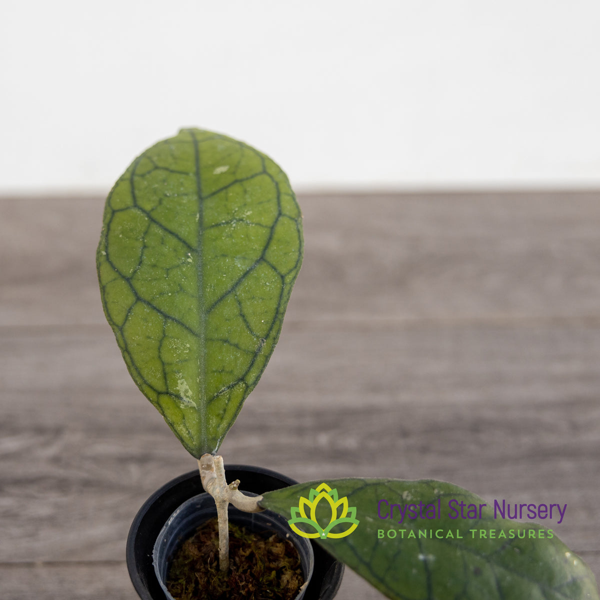 Hoya finlaysonii (ripple leaf)