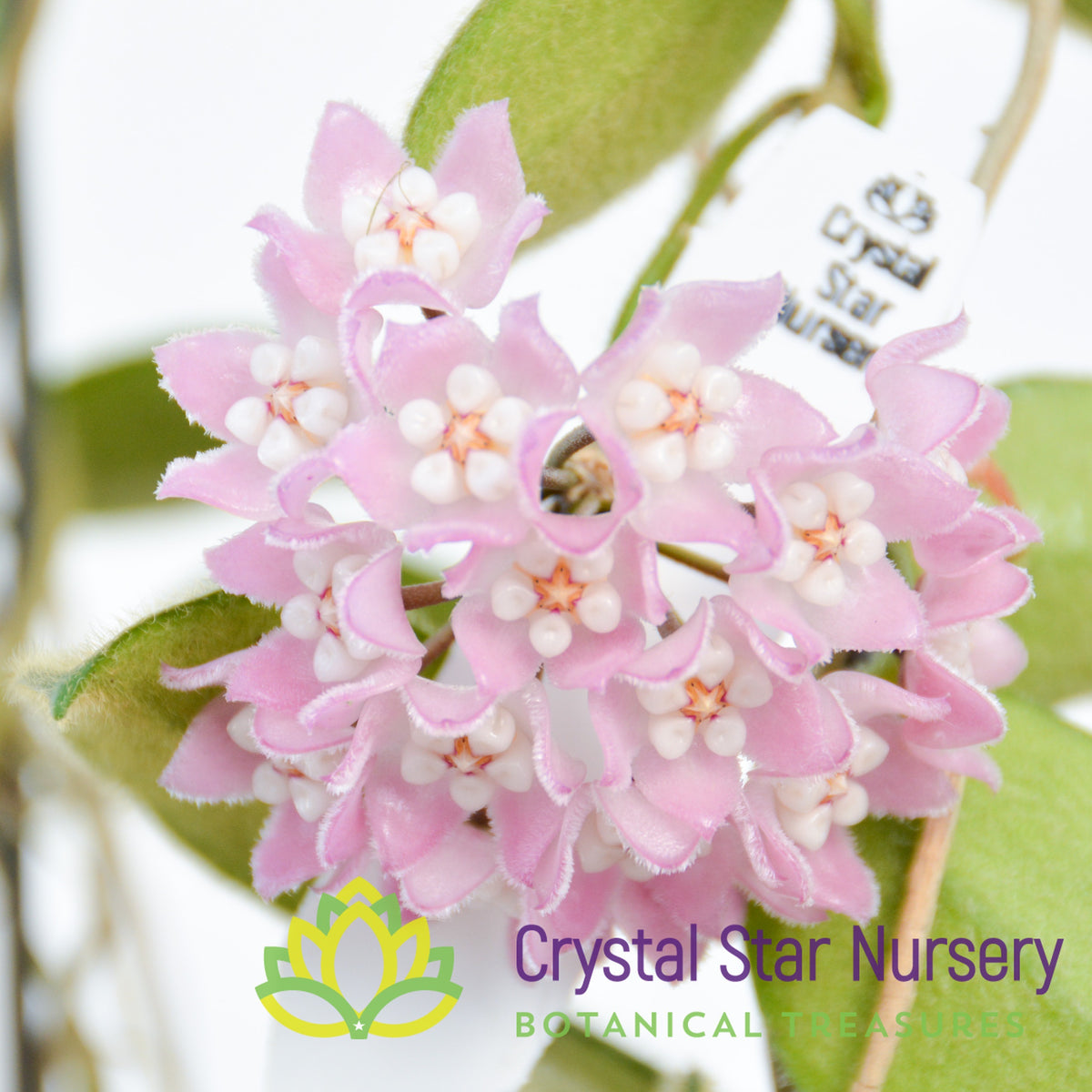 Hoya thomsonii (pink)