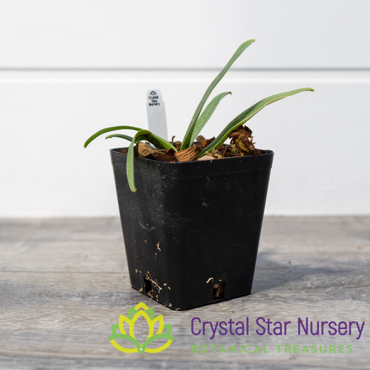 Paphiopedilum Charlesworthii (7)
