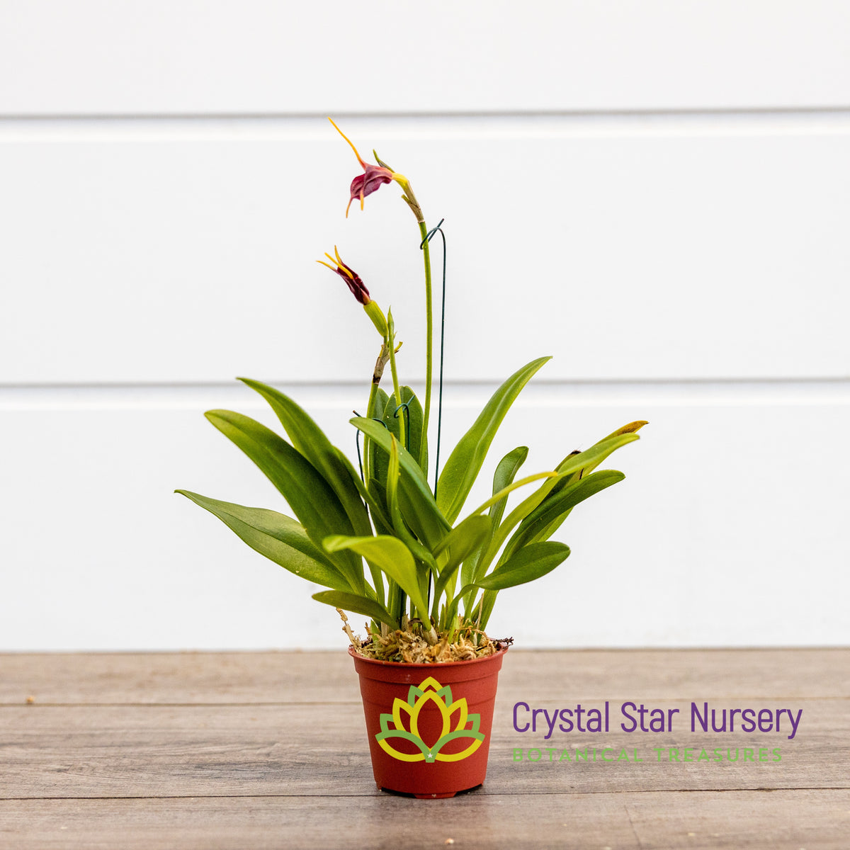 Masdevallia Amplexa x Xanthura