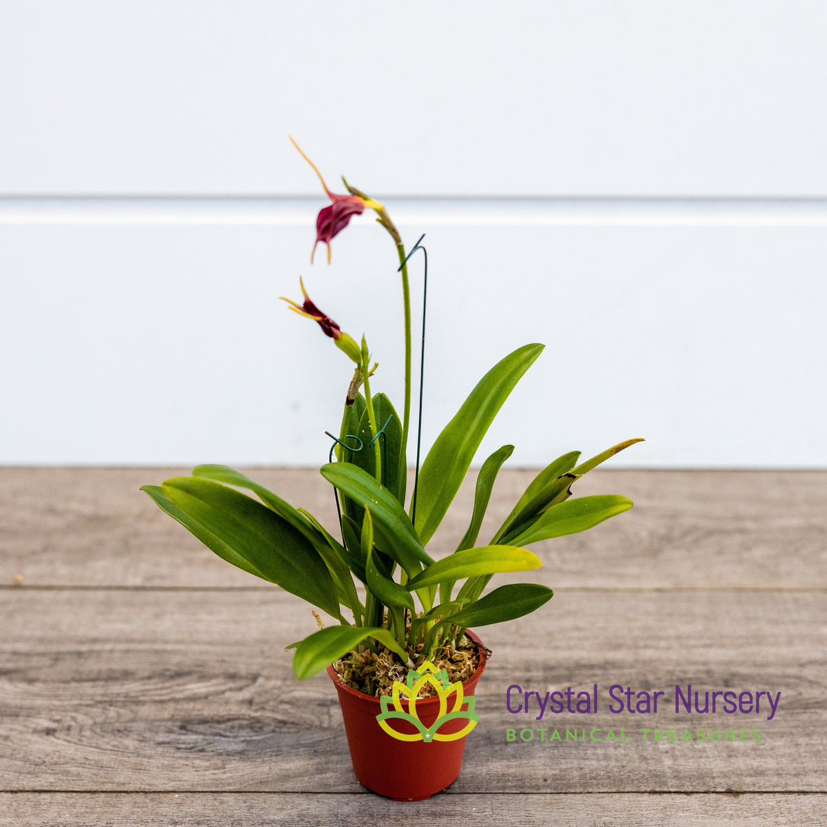 Masdevallia Amplexa x Xanthura