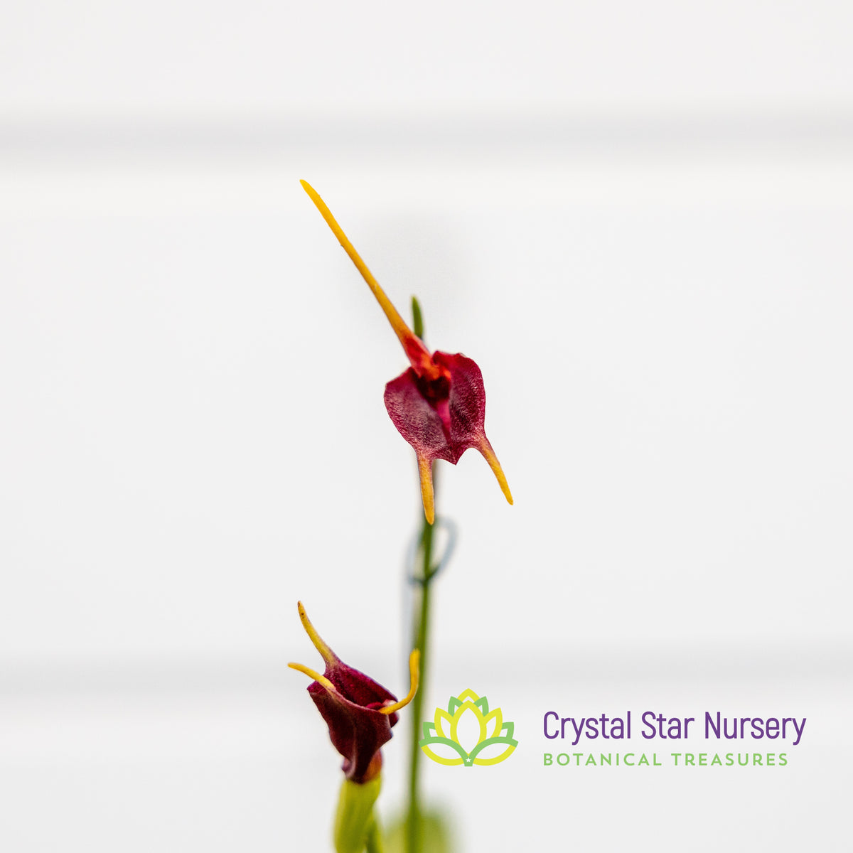 Masdevallia Amplexa x Xanthura
