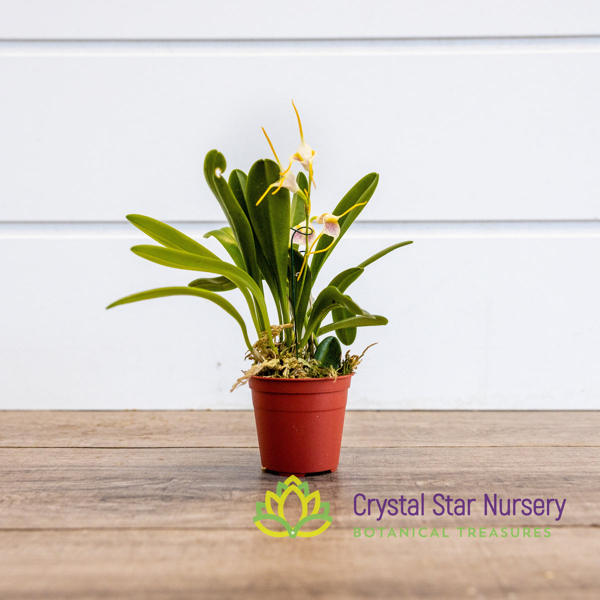 Masdevallia Mejiana x Geminiflora