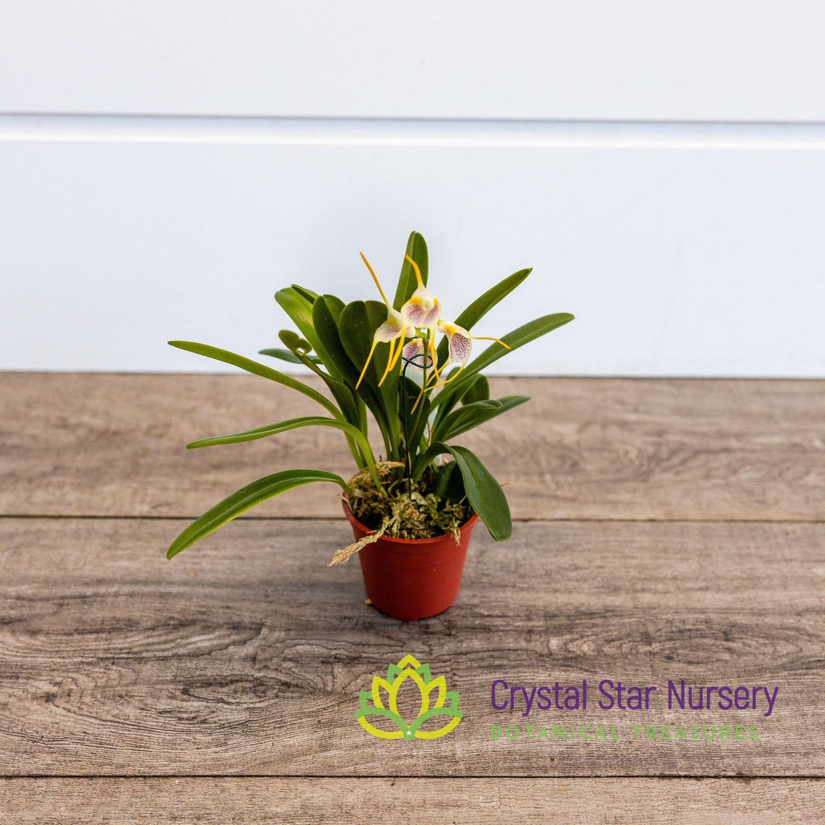 Masdevallia Mejiana x Geminiflora