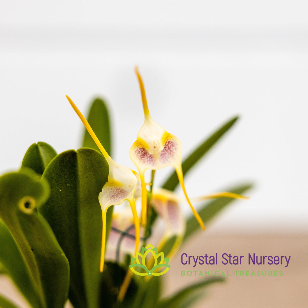 Masdevallia Mejiana x Geminiflora