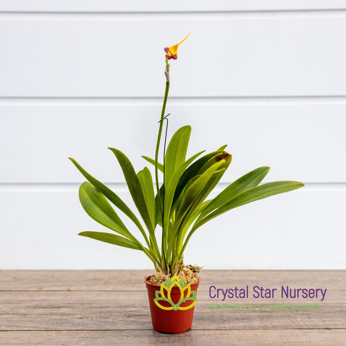 Masdevallia Weberbaueri x Impostor