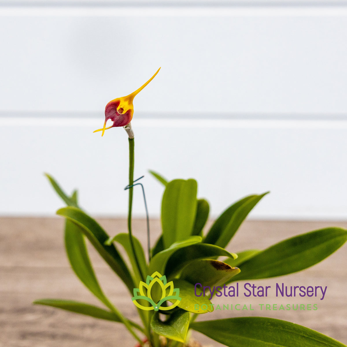 Masdevallia Weberbaueri x Impostor