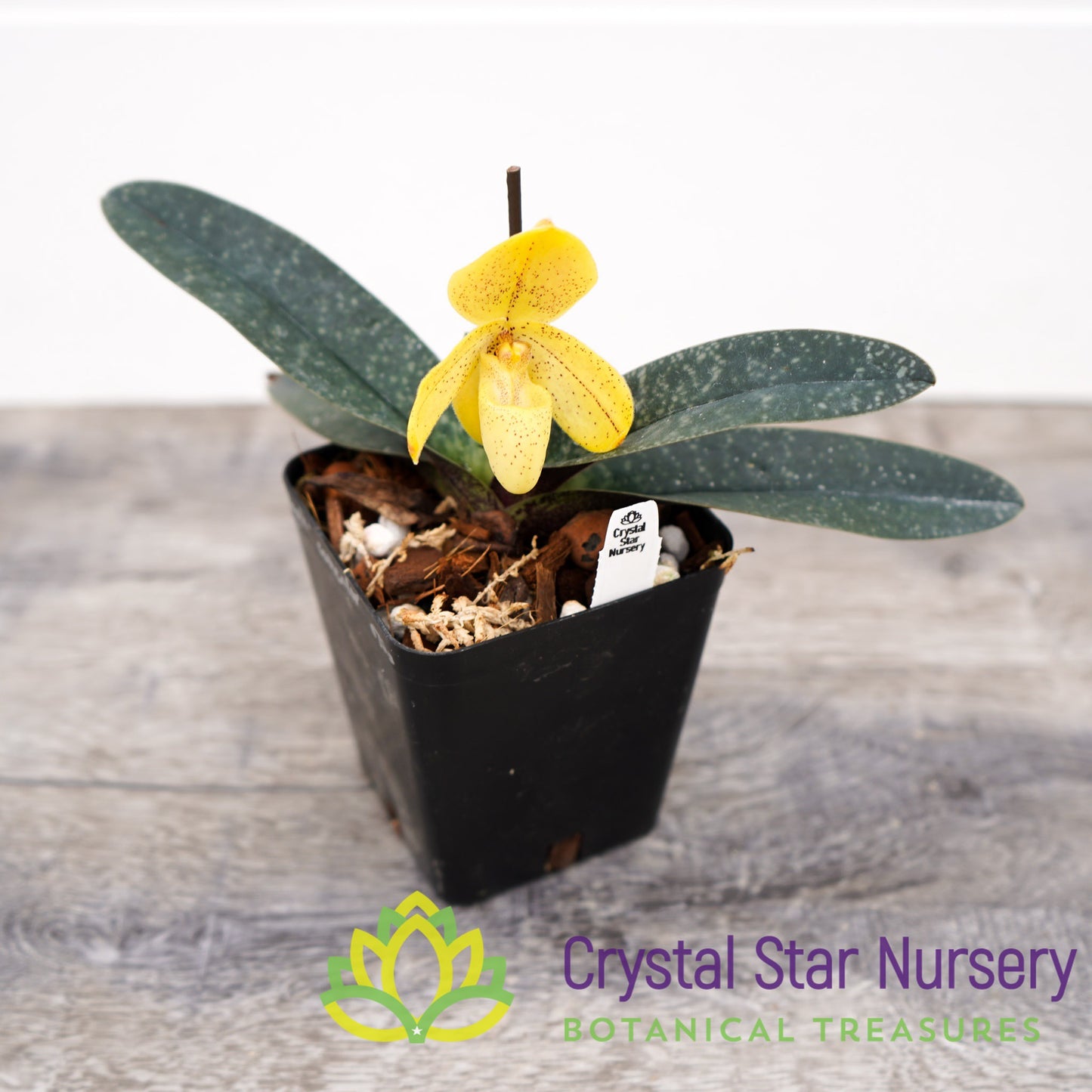 Paphiopedilum Concolor