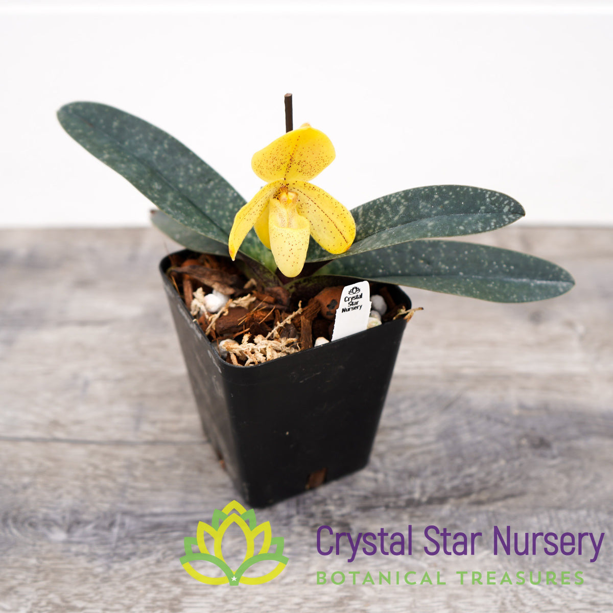 Paphiopedilum Concolor