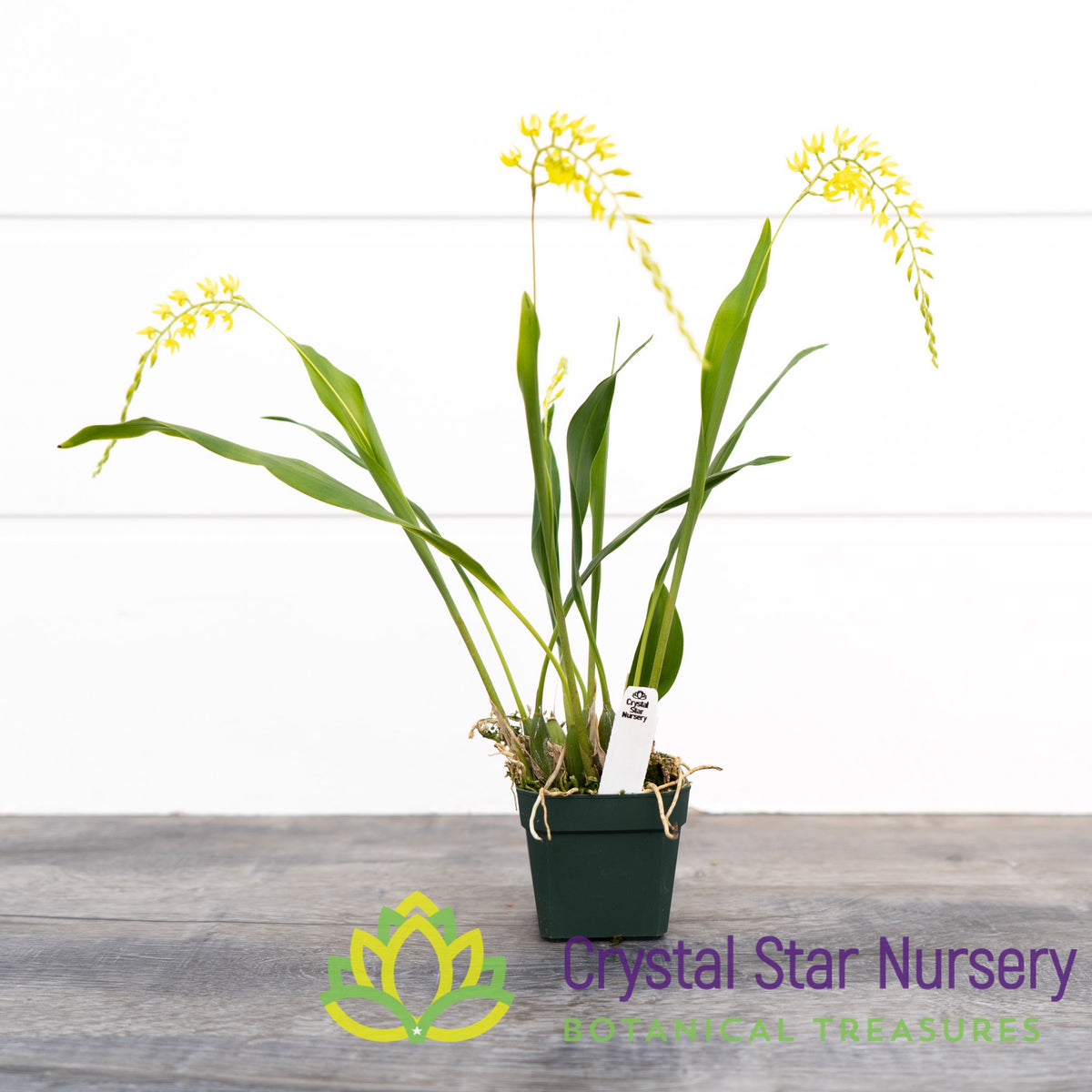 Dendrochilum Uncatum