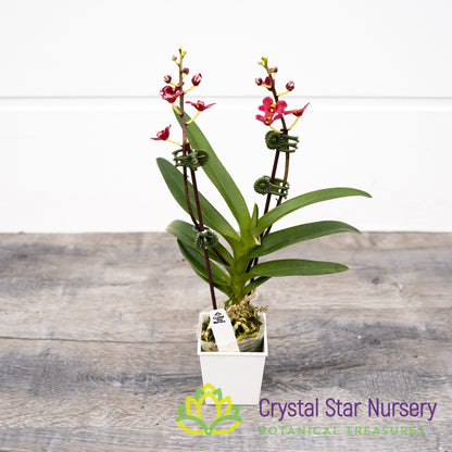 Sarcochilus Kurumba 'Red & White' x (Kulnura 'Ripple' x Bunyip 'Rusty Pink') (161)