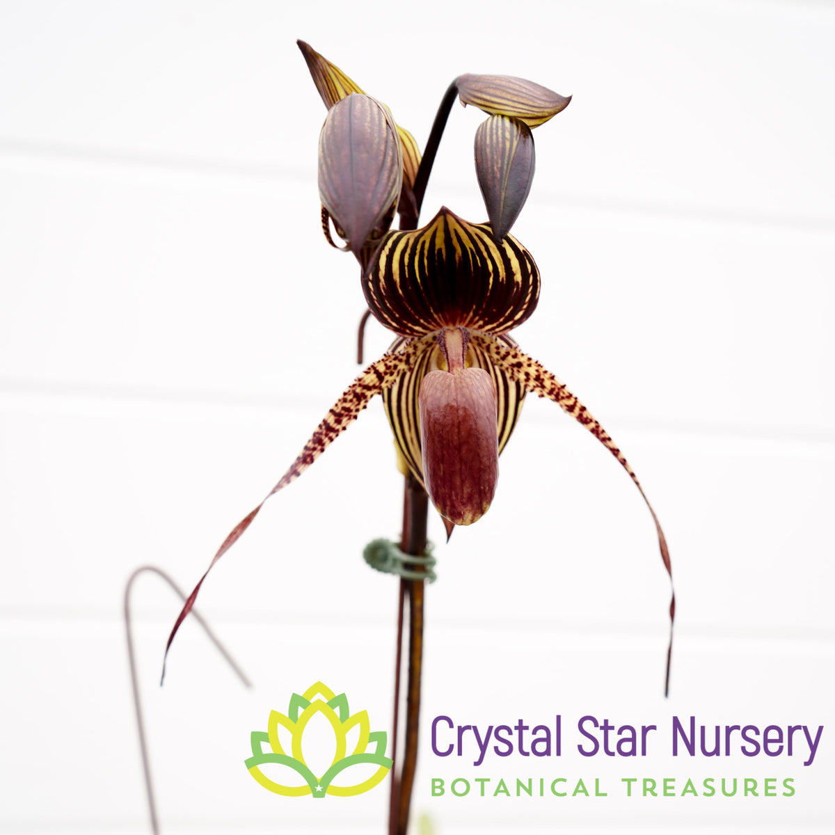 Paphiopedilum Wossner Black Wings