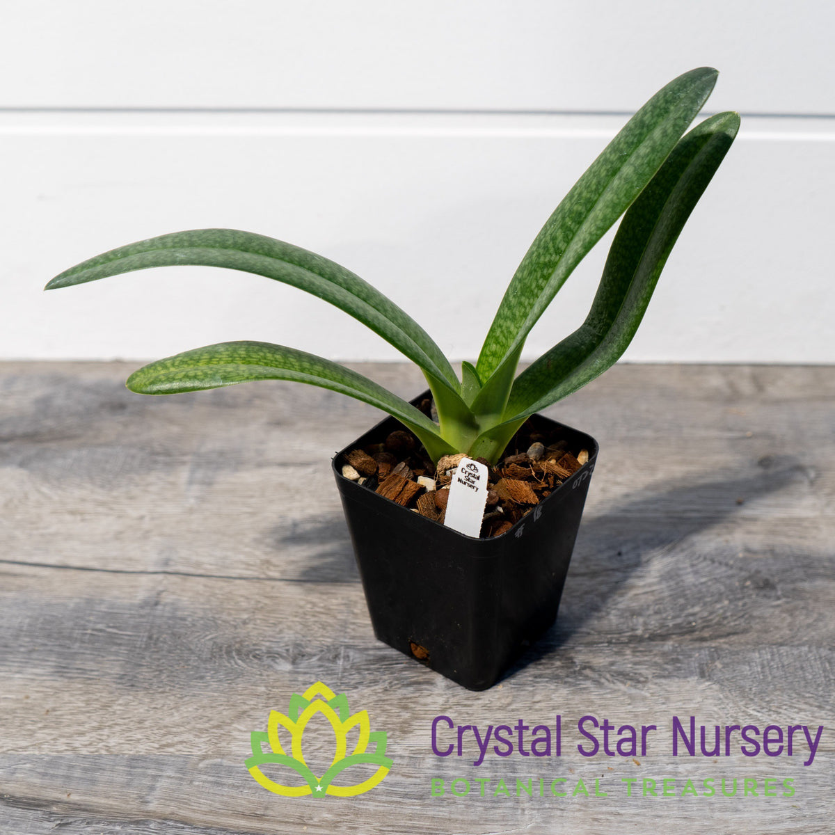Paphiopedilum Dollgoldi (18)