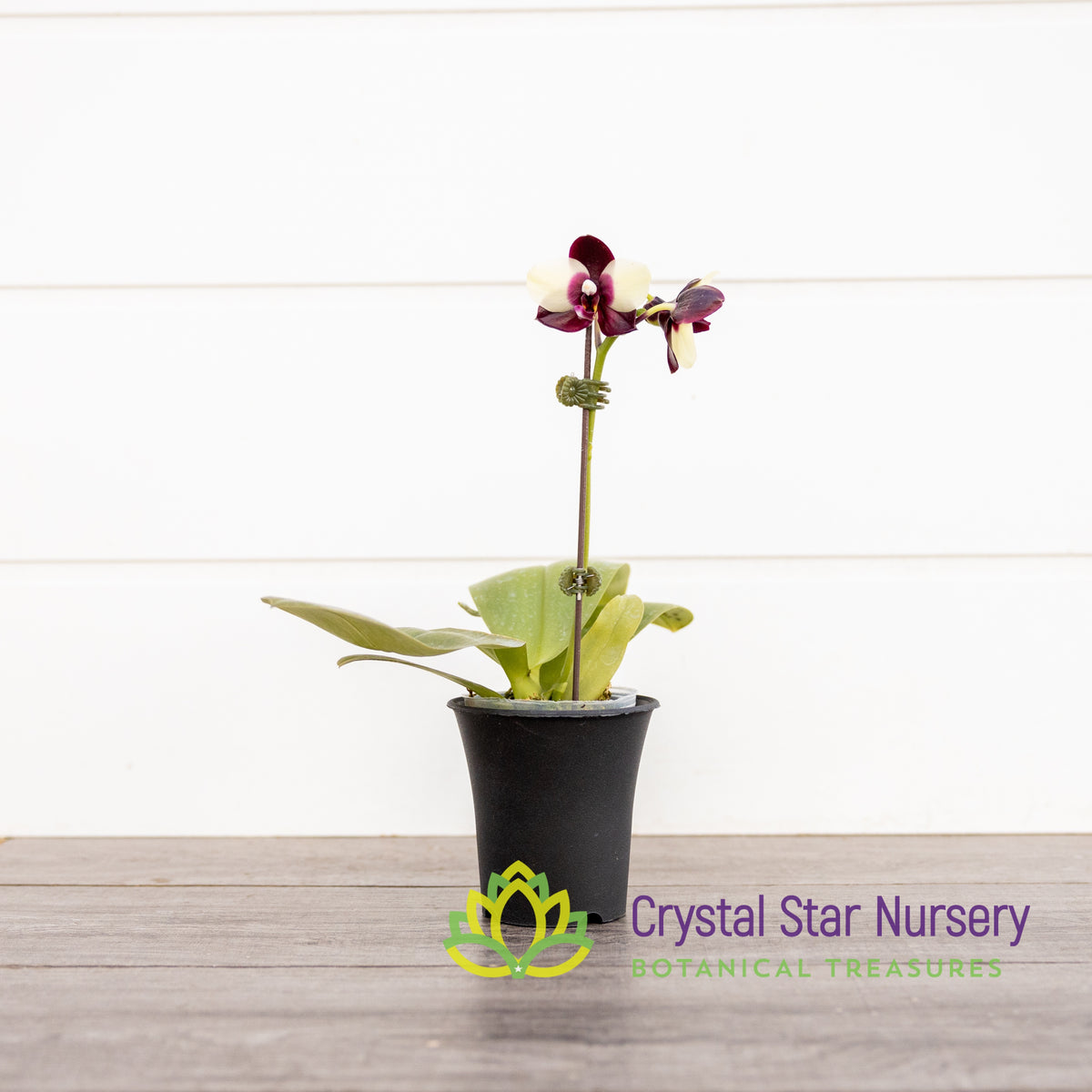 Phalaenopsis Mituo Diamond &#39;Panda&#39;
