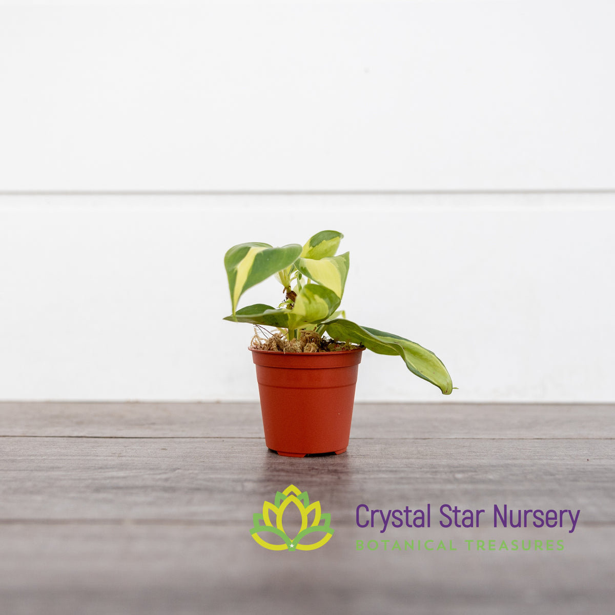 Philodendron Cream Splash