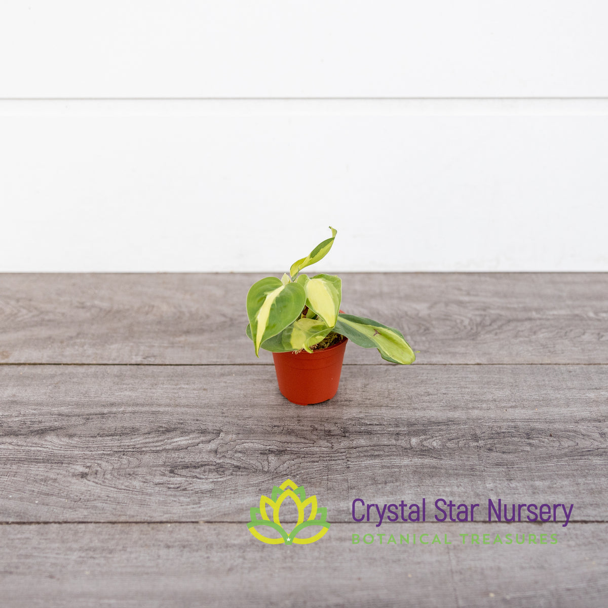 Philodendron Cream Splash
