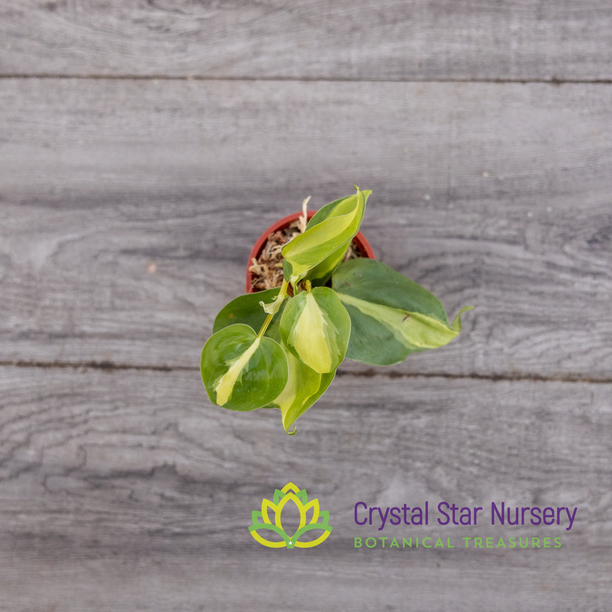 Philodendron Cream Splash