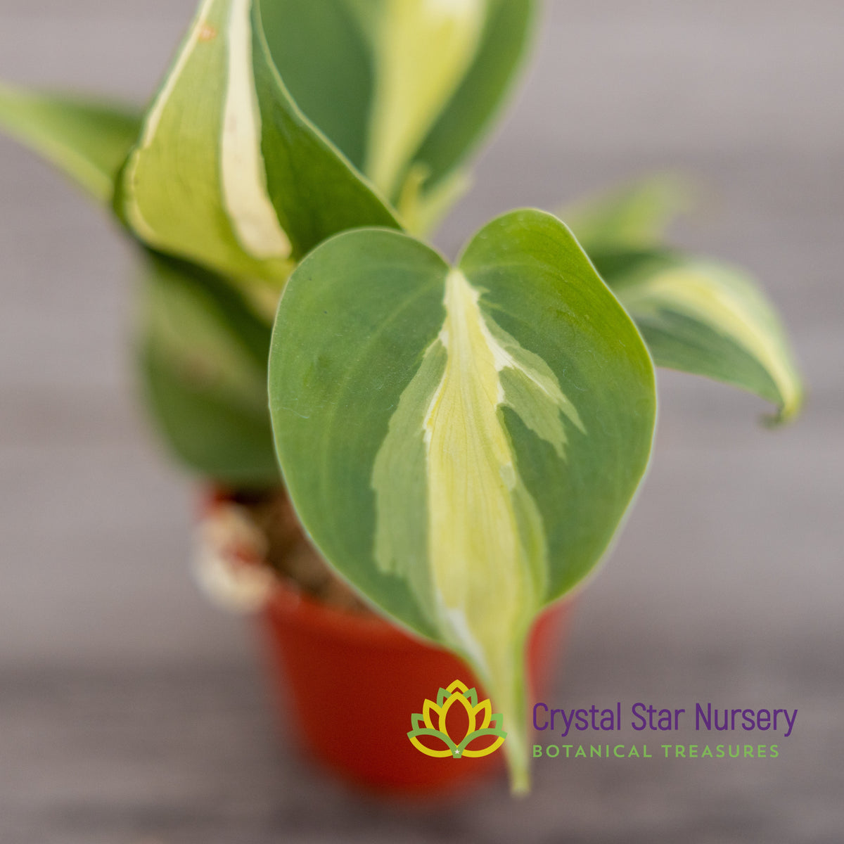 Philodendron Cream Splash