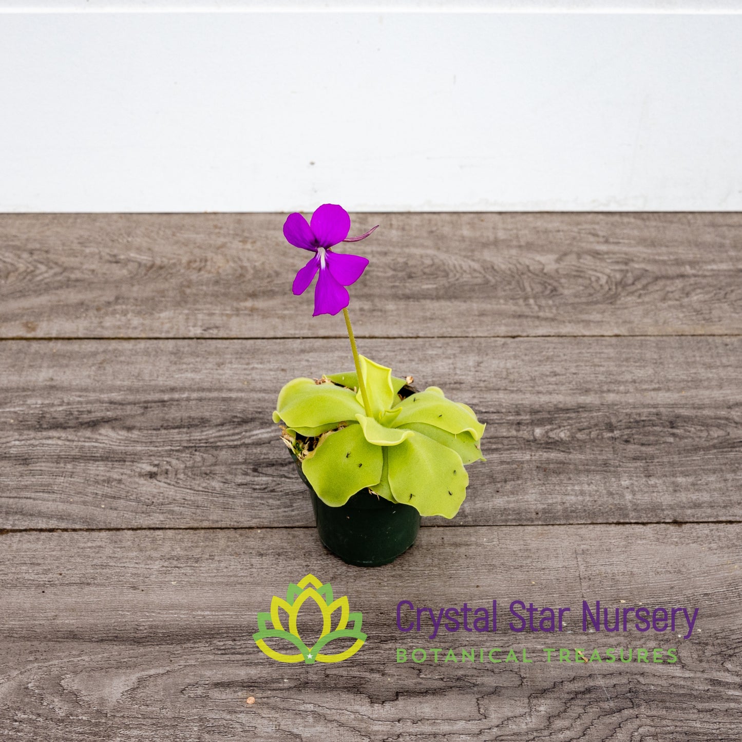 Pinguicula Moranensis