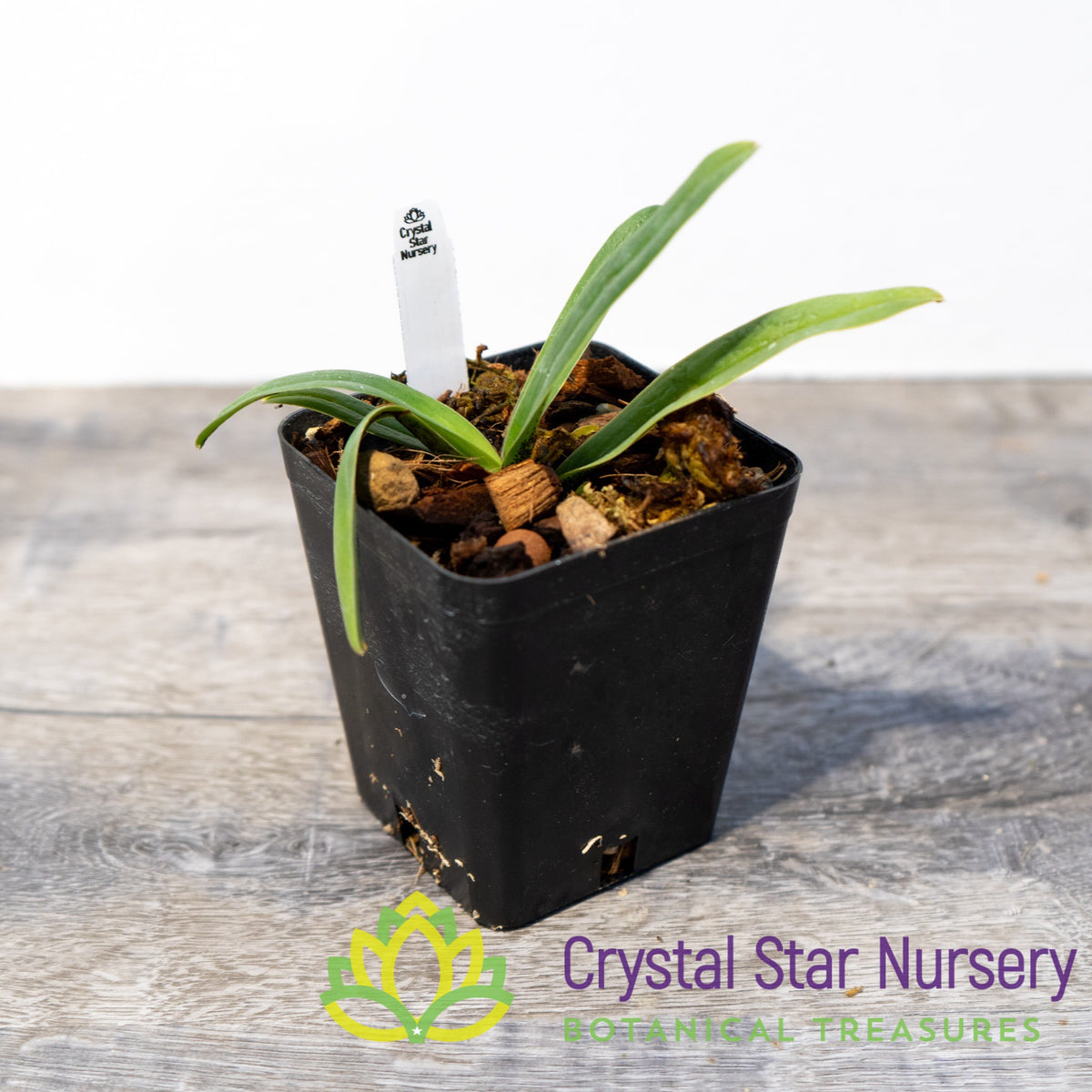 Paphiopedilum Charlesworthii (7)