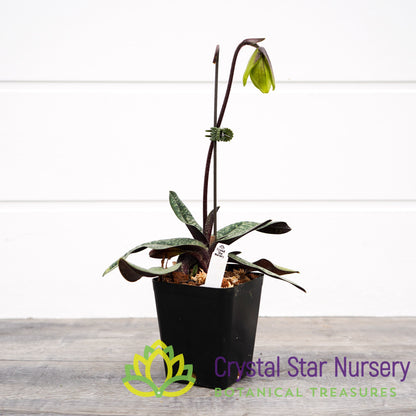 Paphiopedilum Norito Hasegawa