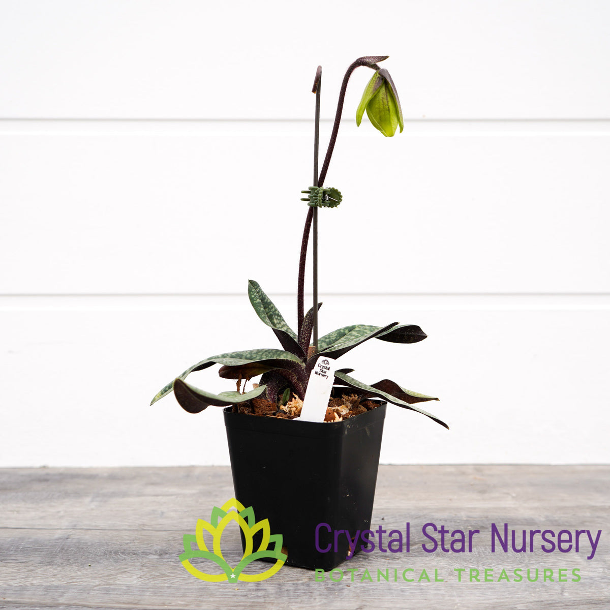 Paphiopedilum Norito Hasegawa
