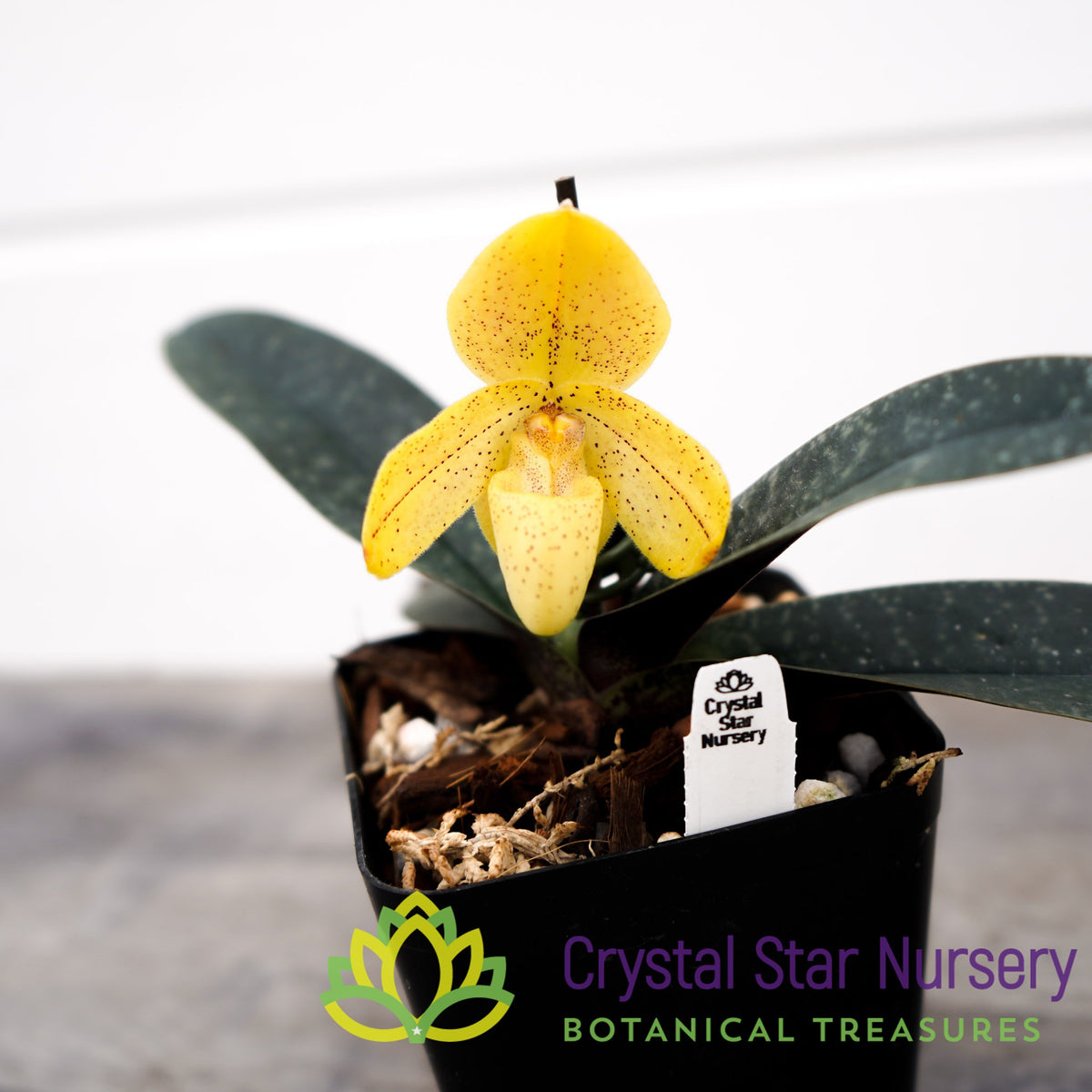 Paphiopedilum Concolor