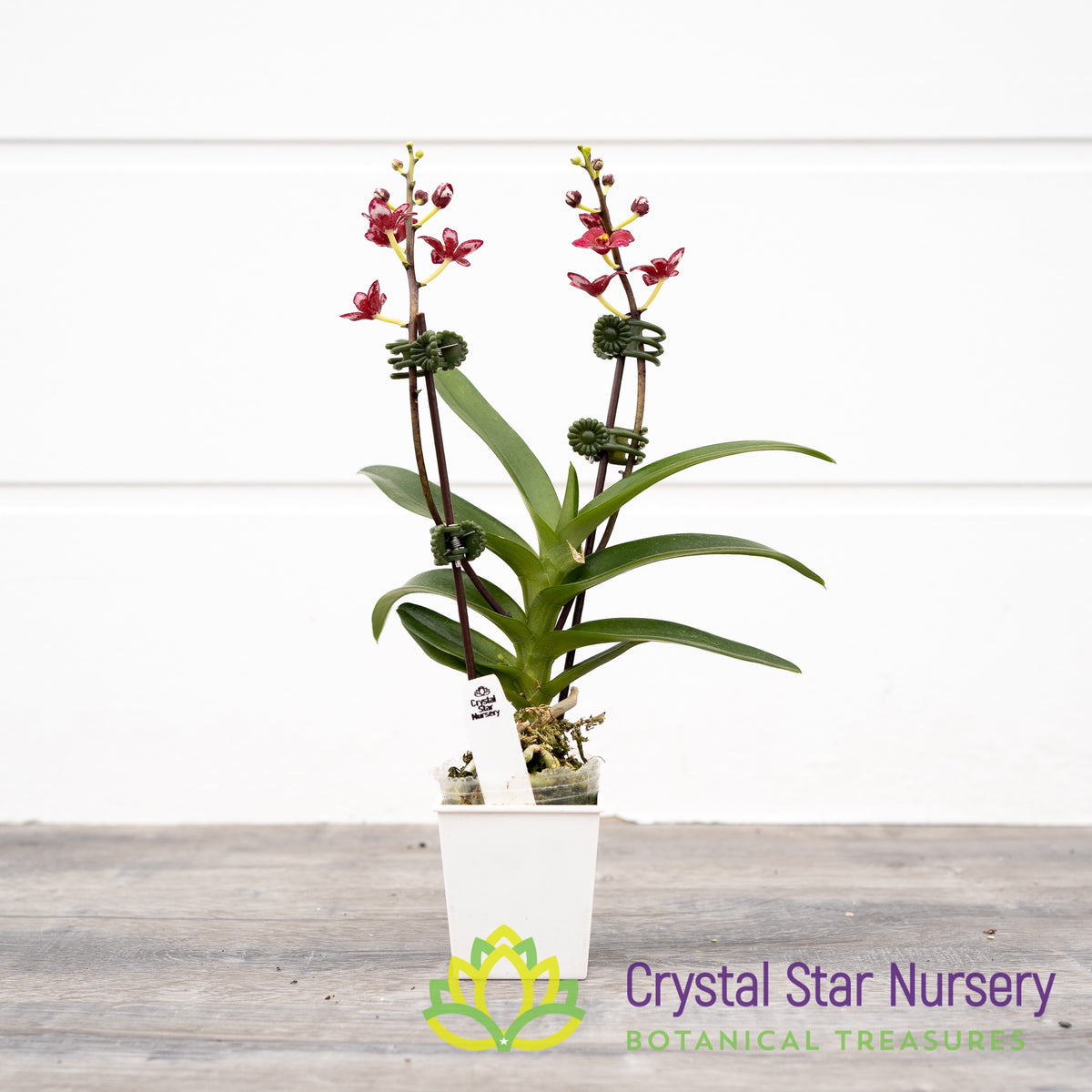 Sarcochilus Kurumba 'Red & White' x (Kulnura 'Ripple' x Bunyip 'Rusty Pink') (161)