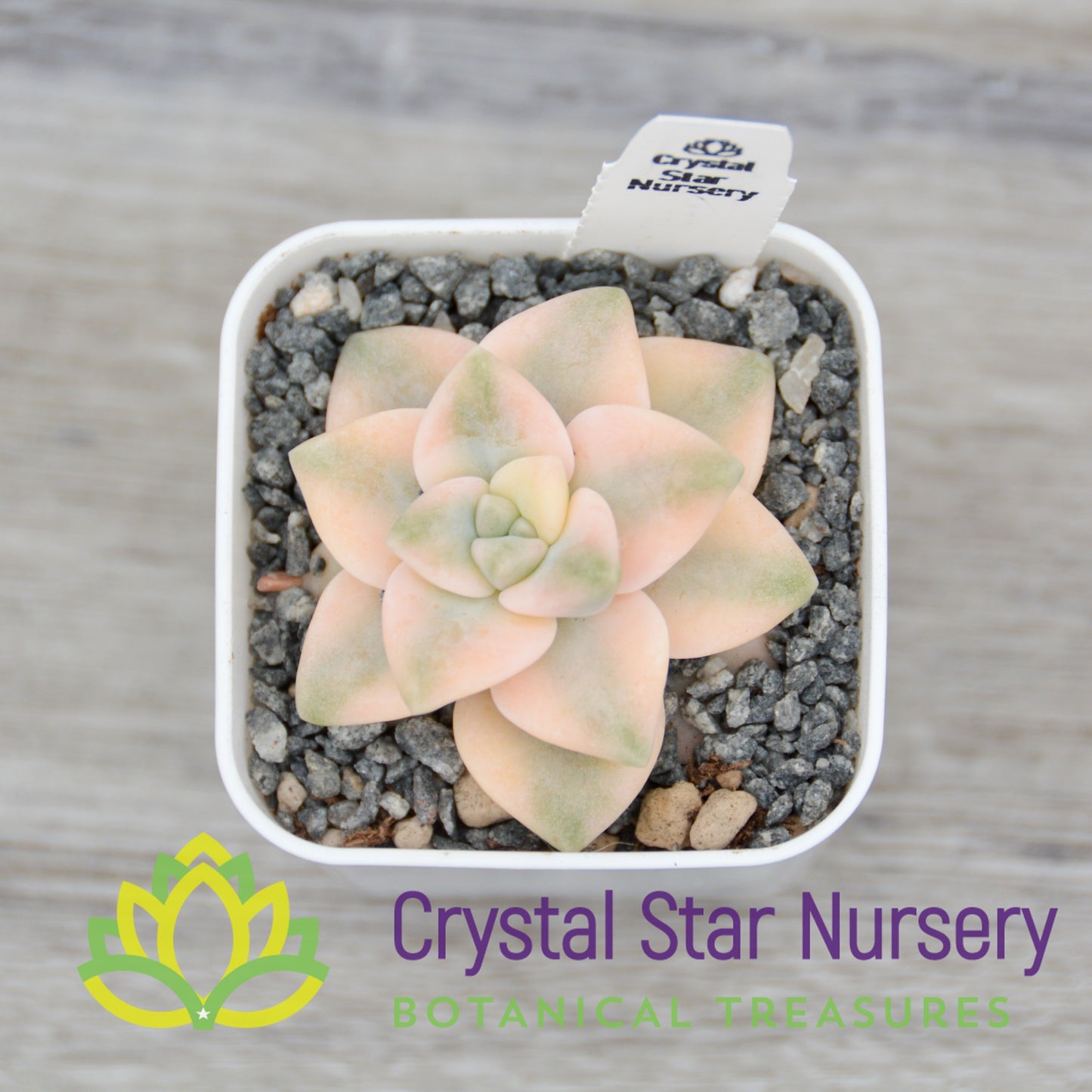 x Graptophytum 'Supreme'