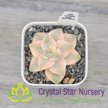 x Graptophytum 'Supreme'