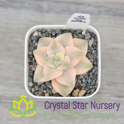 x Graptophytum 'Supreme'