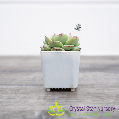 x Sedeveria 'Pudgy'