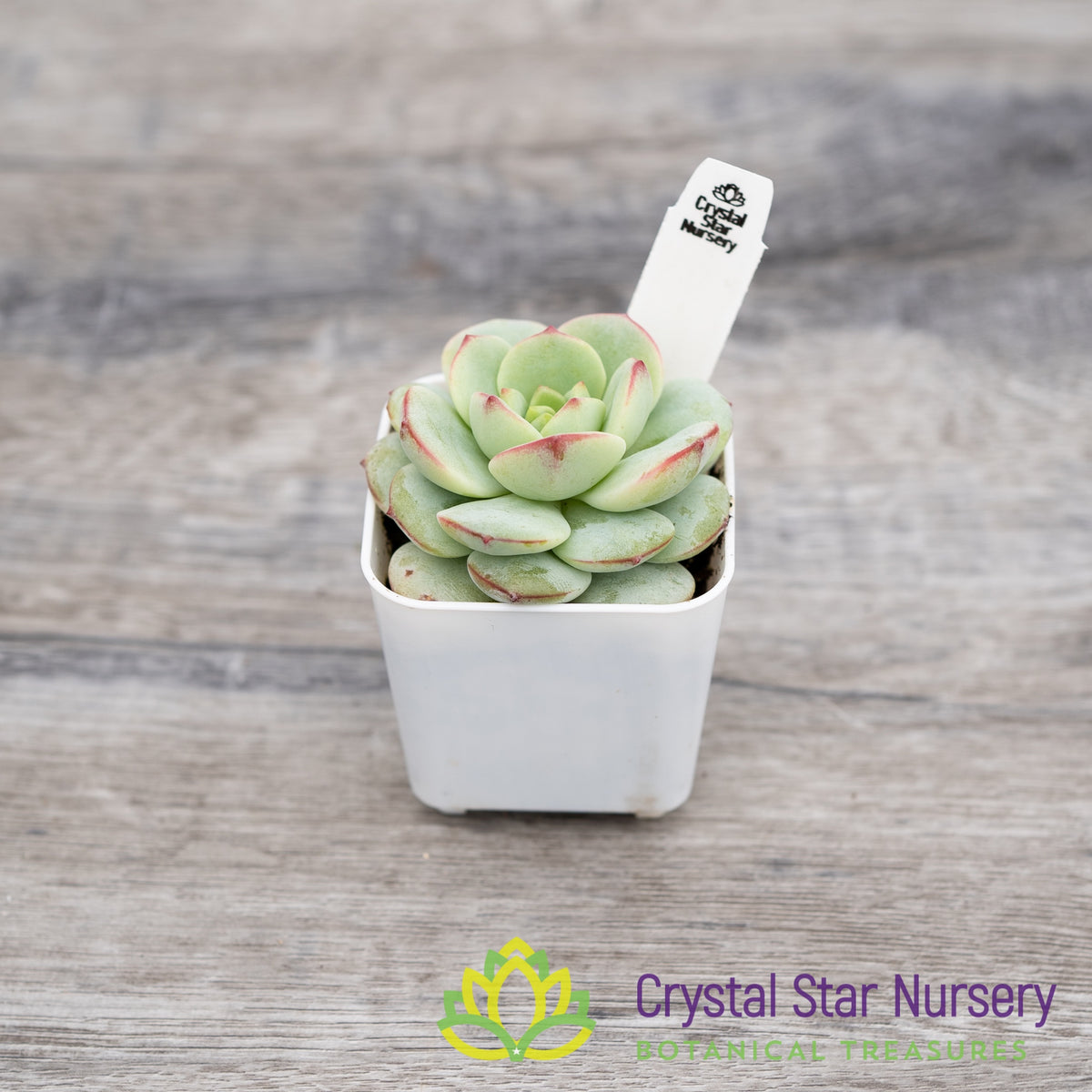 x Sedeveria 'Pudgy'