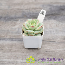 x Sedeveria 'Pudgy'